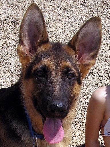 falco 4 months 5 jpg.jpg