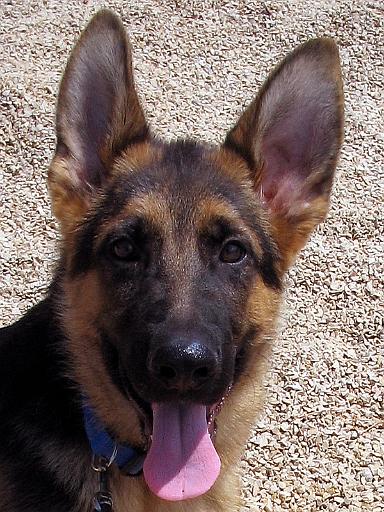 falco 4 months 6 jpg.jpg