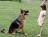 Falco&Una 15 m 9